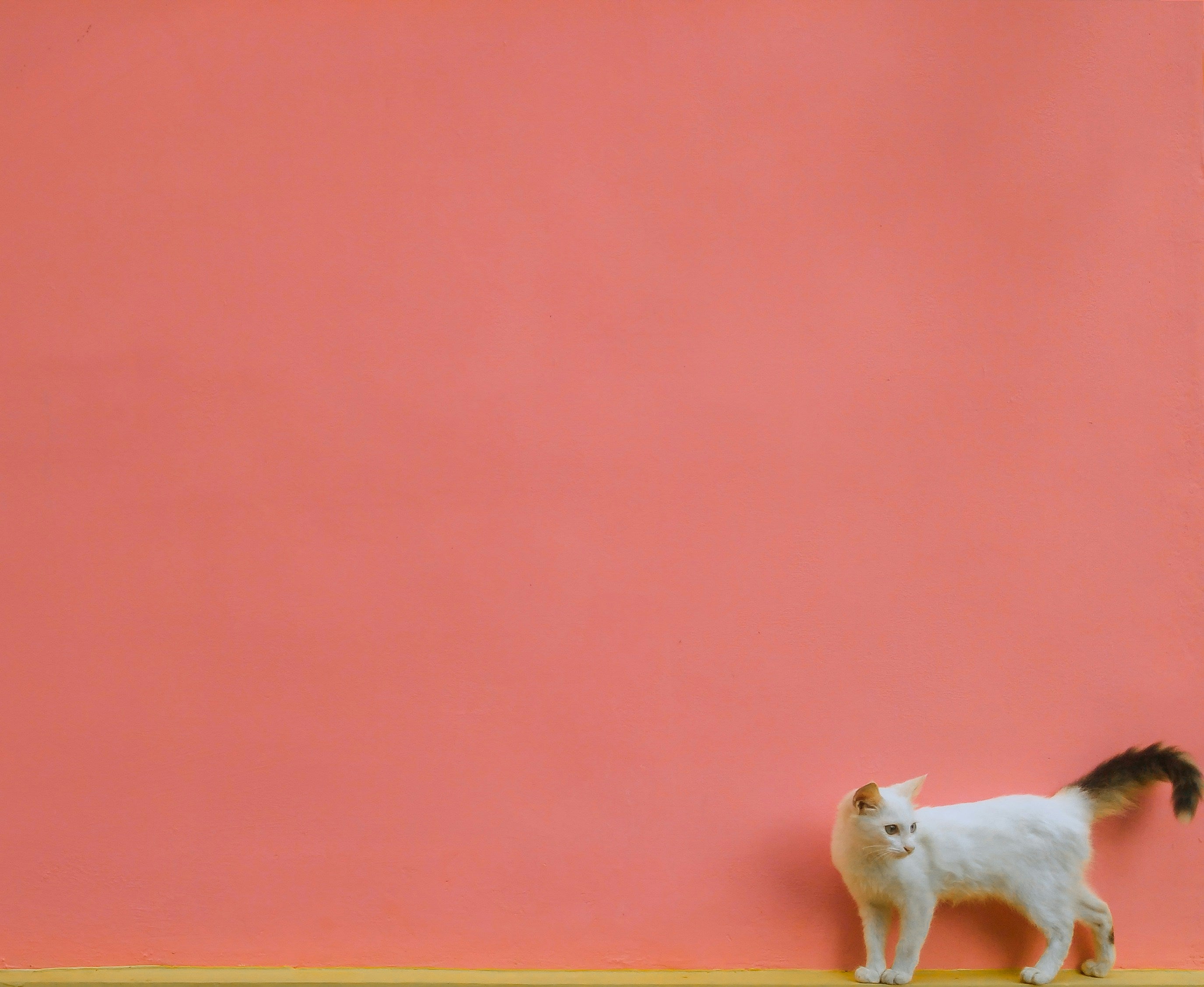 Popup Promotion MUKWO